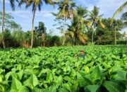 Anggaran DBHCHT Tahun 2024 Bondowoso Juga Digunakan untuk Monitoring dan Evaluasi Program