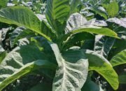 DBHCHT Tahun 2024 Bondowoso Juga Digunakan untuk Monitoring dan Evaluasi Program