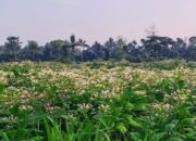 Dinas Pertanian dan Ketahanan Pangan Bondowoso Gulirkan Program Pelatihan Peningkatan Hasil Tembakau