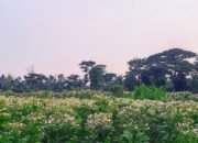 Dispertan dan Ketahanan Pangan Bondowoso Gulirkan Program Pelatihan Peningkatan Hasil Tembakau