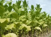 Kucuran Anggaran DBHCHT di Bondowoso untuk Dukungan Sarana dan Prasarana Pertanian