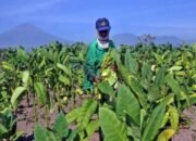 Anggaran DBHCHT di Bondowoso untuk Dukungan Sarana dan Prasarana Pertanian