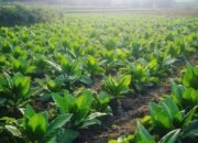 Dinas Pertanian Bondowoso Berikan Edukasi dan Sosialisasi Kepada Petani Soal Penanganan Panen dan Pascapanen