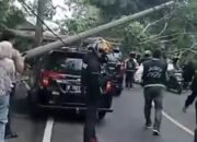 Pohon Besar di Pangandaran Tumbang Timpa Pengendara