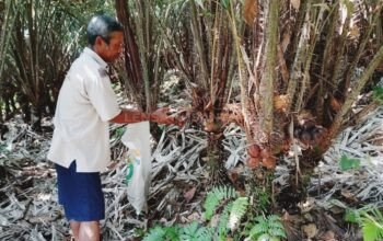 Kabupaten Banjarnegara