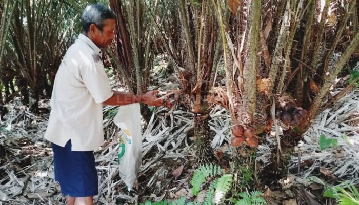 Harga Salak Rp 1000 per Kg, Petani di Banjarnegara Mengeluh dan Pasrah