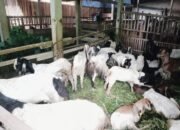 Diduga Carut Marut Program Ketahanan Pangan Tahun 2022-2023 Desa Petuguran Banjarnegara