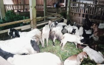 Program Ketahanan Pangan Tahun 2022-2023