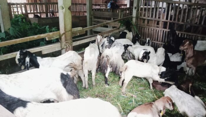 Diduga Carut Marut Program Ketahanan Pangan Tahun 2022-2023 Desa Petuguran Banjarnegara