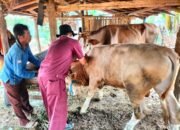 DKPP Temukan 17 Kasus Wabah PMK, Pemkab Jepara Sigap Lakukan Penanganan