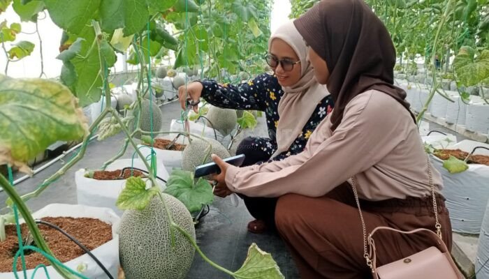 Nikmati Sensasi Wisata Petik Melon dan Edukasi Desa Brengkok Banjarnegara