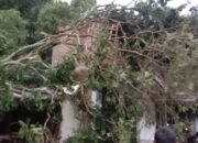 Pohon Tumbang Timpa Rumah Warga Desa Tempur Jepara
