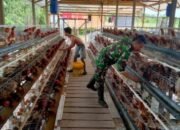 Bantu Perekonomian Warga, Babinsa Koramil Kumai Sukses Kembangkan Peternakan Ayam Petelur