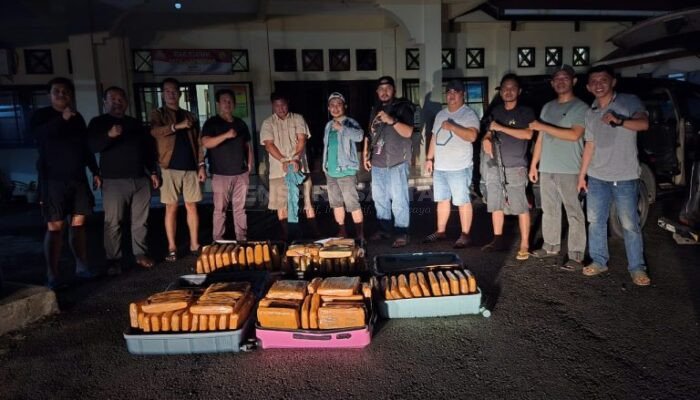 Satres Narkoba Polres Pasaman Mengamankan 100 Paket Besar Ganja Siap Edar