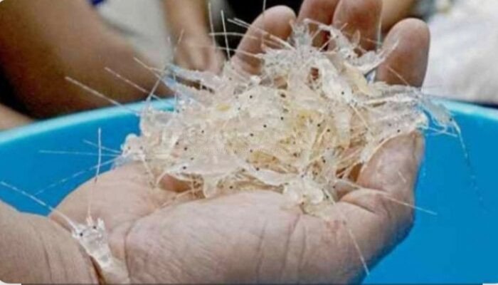 Benarkah Setiap Hari Negara Dirugikan Miliaran Rupiah oleh Mafia Benur di Kabupaten Kaur