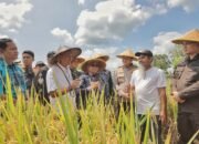 Dukung Sektor Pertanian, Rijanto- Beky ikut Panen Padi di Wlingi dan Selopuro Blitar
