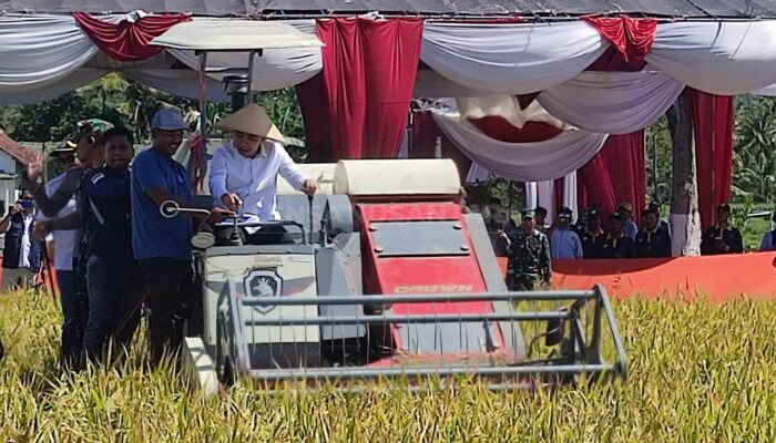 Panen Raya Padi Serentak di 14 Provinsi, Gus Bupati: Jember Salah Satu Lumbung Pangan