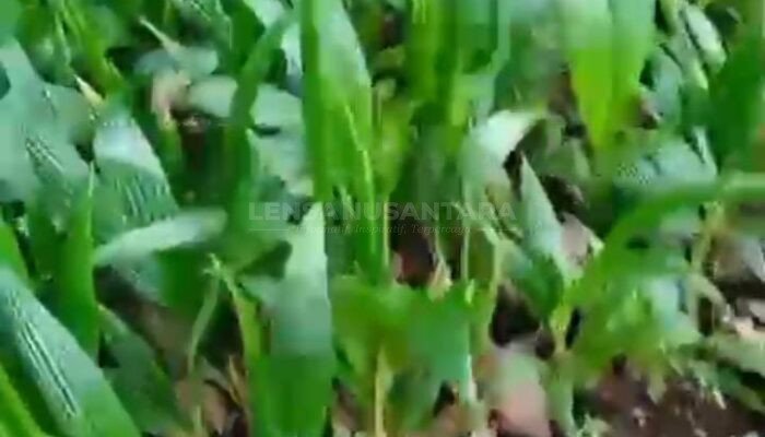 Raja Kebun Indonesia Siap Tanam Satu Juta Pohon di Situbondo