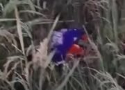 Penemuan Bayi di Tengah Tanaman Padi Gegerkan Warga Madiun