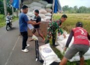 ‎Penyerapan Gabah Petani di Banjarnegara Mencapai 90 Persen, Kabulog Purwanegara: 2000 Ton Lebih