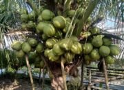 PT. Rakesa Tawarkan Kerjasama Penanaman Sejuta Pohon Kelapa Genjah Enthok Pada Masyarakat Sumenep