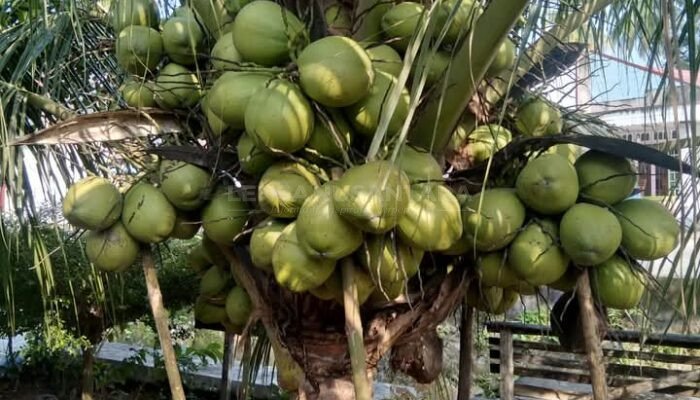 PT. Rakesa Tawarkan Kerjasama Penanaman Sejuta Pohon Kelapa Genjah Enthok Pada Masyarakat Sumenep