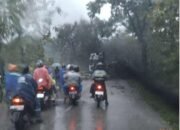 Dampak Cuaca Ekstrim di Kabupaten Blora Akibatkan Pohon Tumbang