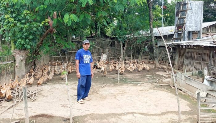 Mengintip Peluang Bisnis dari Peternakan Bebek Petelur di Sidowayah Rembang