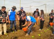 Memasuki Musim Tanam, PTPN I Regional 4 Jember Tanam Perdana Tembakau