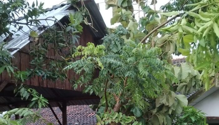 Beberapa Desa di Kabupaten Blora Mengalami Cuaca Ektrim Mengakibatkan Listrik Padam