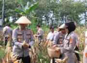 Polres Madiun Dukung Asta Cita Presiden, Panen 1 Ton Jagung
