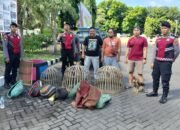 Polisi Gerebek Arena Sabung Ayam di Panarukan Situbondo