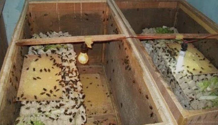 Bisnis Jangkrik Datangkan Cuan yang Menggiurkan