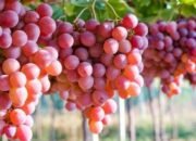 5 Manfaat Baik Buah Anggur Merah untuk Kesehatan