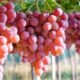 Anggur Merah
