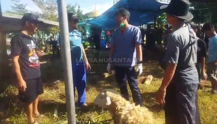 Diduga Hewan Kurban di Jember Terpapar PMK, Dinas Peternakan Gerak Cepat Terjunkan Paramedis