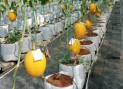 Budidaya Melon Sistem Green House, Petani Muda di Banjarnegara, Raup Keuntungan Hingga Puluhan Juta Rupiah