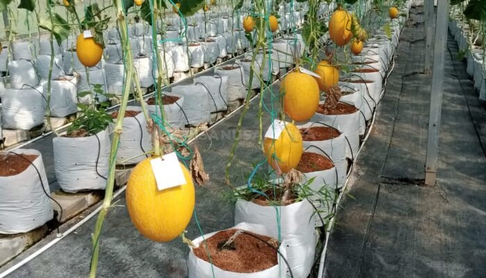 ‎Budidaya Melon Sistem Green House, Petani Muda di Banjarnegara, Raup Keuntungan Hingga Puluhan Juta Rupiah