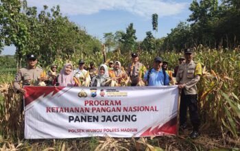 Panen Raya Jagung di Madiun, Polri dan Warga Perkuat Ketahanan Pangan Desa