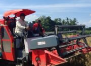 Wamentan RI: Tingkatkan Strategis Hasil Panen Padi di Jember Dukung Ketahanan Pangan Nasional