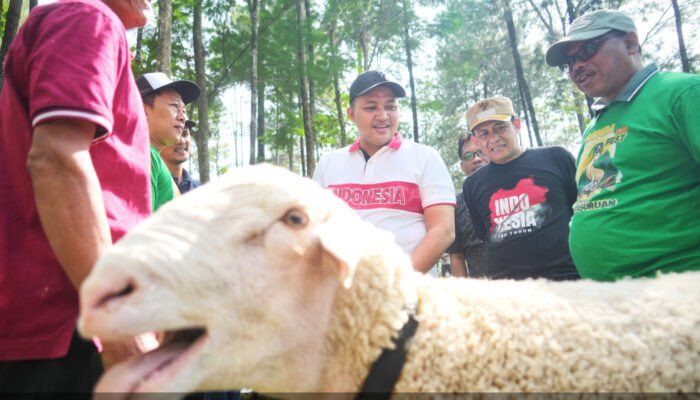 Festival Domba Kelas Terbuka HPDKI 2025 Sukses, Mas Bupati Rusdi: Agendakan Lebih Meriah Lagi Tahun Depan