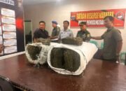 Mengejutkan, Intel Kodim 0207 Simalungun Temukan Dua Karung Ganja di Belakang Kampus USI