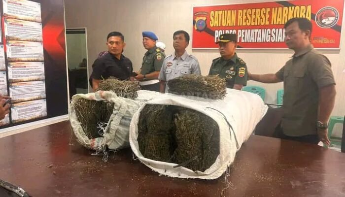 Mengejutkan, Intel Kodim 0207 Simalungun Temukan Dua Karung Ganja di Belakang Kampus USI