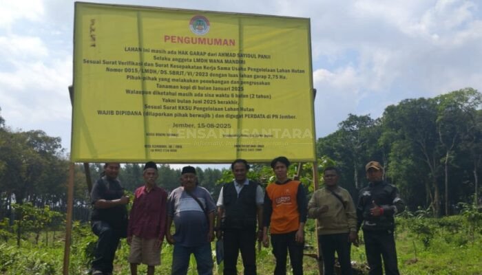 Oknum Pengurus LMDH dan Perhutani Babat Lahan Kopi 2,75 Hektare Milik Anggota LMDH Wana Mandiri Jember
