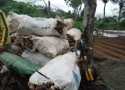 Petani Singkong di Banjarnegara Mengeluh, Per Kilo Dihargai Hanya 650 Perak