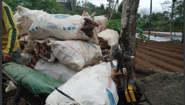‎Petani Singkong di Banjarnegara Mengeluh, Per Kilo Dihargai Hanya 650 Perak