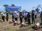 Satu Komando Dukung Ketahanan Pangan, Bupati Bondowoso Tanam Jagung Bareng Santri