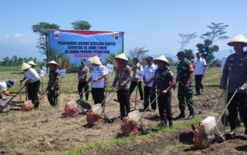 Satu Komando Dukung Ketahanan Pangan, Bupati Bondowoso Tanam Jagung Bareng Santri
