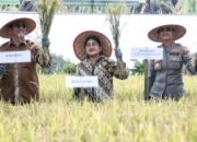 Asisten Perekonomian dan Kesejahteraan Rakyat, Panen Padi di Nagahuta Timur Pematang Siantar