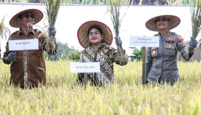 Asisten Perekonomian dan Kesejahteraan Rakyat, Panen Padi di Nagahuta Timur Pematang Siantar